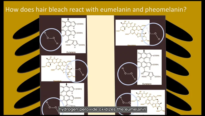 Dissolution of pheomelanin: After eumelanin, hydrogen peroxide oxidizes and dissolves pheomelanin (responsible for reddish-brown color).