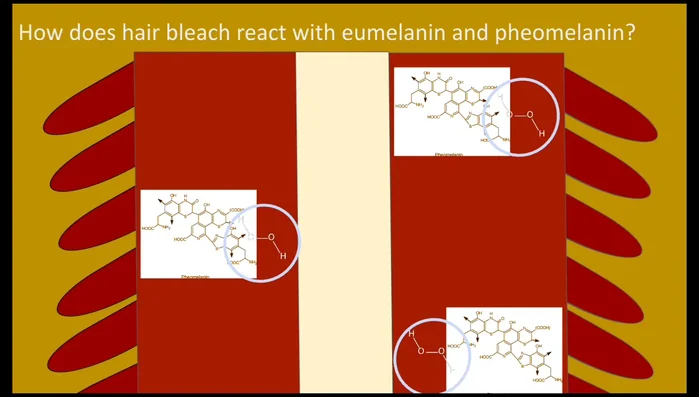 Dissolution of pheomelanin: After eumelanin, hydrogen peroxide oxidizes and dissolves pheomelanin (responsible for reddish-brown color).