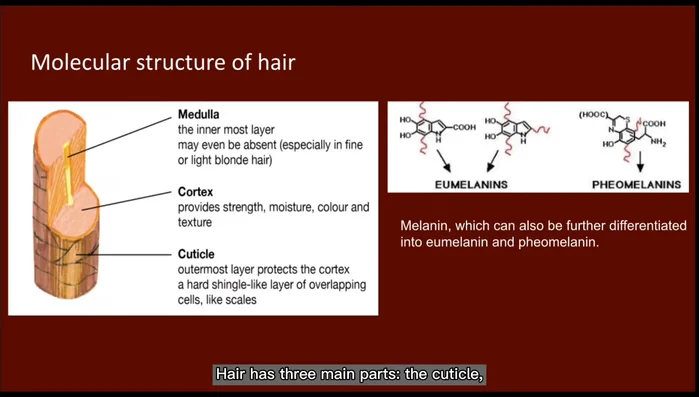 Understanding hair structure: Hair consists of the cuticle, medulla, and cortex. Melanin pigments (eumelanin and pheomelanin) in the cortex determine hair color.