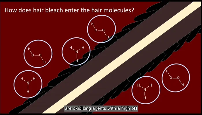 Penetration of the cuticle: Hydrogen peroxide and ammonia, with their high pH, permeate the cuticle's cell membranes, causing swelling and creating openings.
