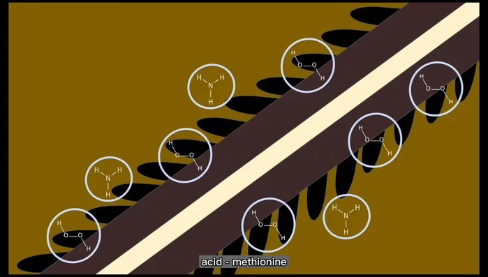 Dissolution of pheomelanin: After eumelanin, hydrogen peroxide oxidizes and dissolves pheomelanin (responsible for reddish-brown color).