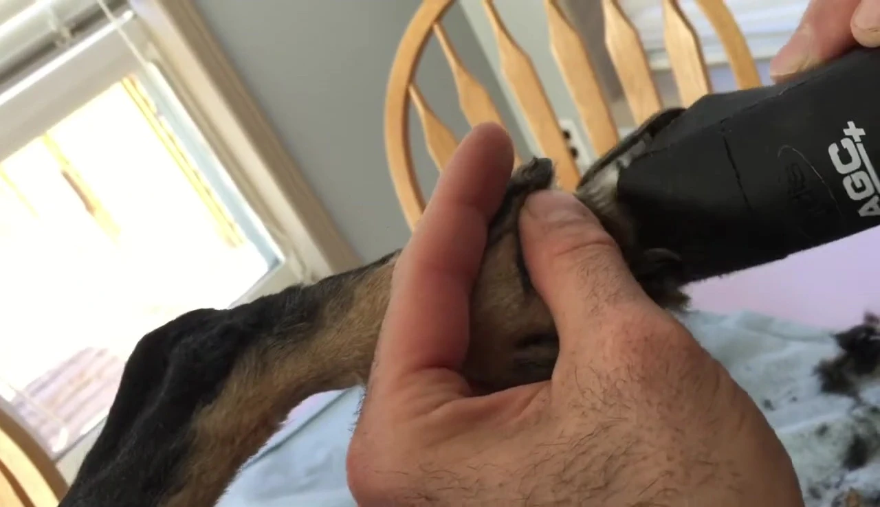The process of trimming around the claws.